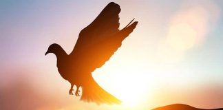 Novena del Espíritu Santo Novena del Espíritu Santo