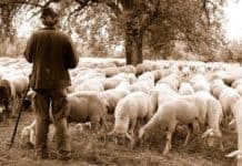 Trato de amistad con el Buen Pastor Buen Pastor